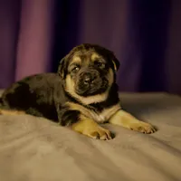 Brownie, a female German Shepherd Dog for sale in Union City, GA – Photo 3 of 3
