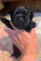 Moe, a male Labrador Retriever for sale in Lynchburg, VA – 3 of 5