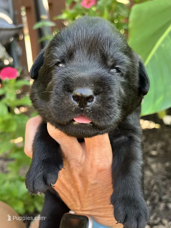 Moe – Labrador Retriever puppy for sale in Lynchburg, VA