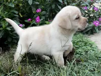 Shiloh, a female Labrador Retriever for sale in Lynchburg, VA – 6 of 9