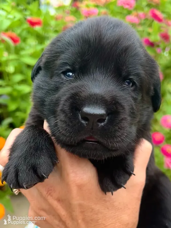 Moe – Labrador Retriever puppy for sale in Lynchburg, VA