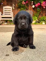 Larry, a male Labrador Retriever for sale in Lynchburg, VA – 3 of 8
