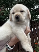 Shiloh, a female Labrador Retriever for sale in Lynchburg, VA – 4 of 9