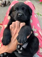 Larry, a male Labrador Retriever for sale in Lynchburg, VA – 4 of 8