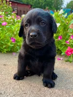 Larry, a male Labrador Retriever for sale in Lynchburg, VA – 2 of 8