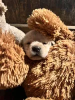 Shiloh, a female Labrador Retriever for sale in Lynchburg, VA – 9 of 9