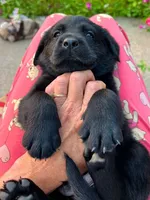 Larry, a male Labrador Retriever for sale in Lynchburg, VA – 5 of 8