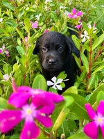 Larry, a male Labrador Retriever for sale in Lynchburg, VA – 6 of 8