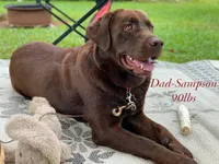 Moe, a male Labrador Retriever for sale in Lynchburg, VA – 5 of 5