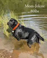 Moe, a male Labrador Retriever for sale in Lynchburg, VA – 4 of 5