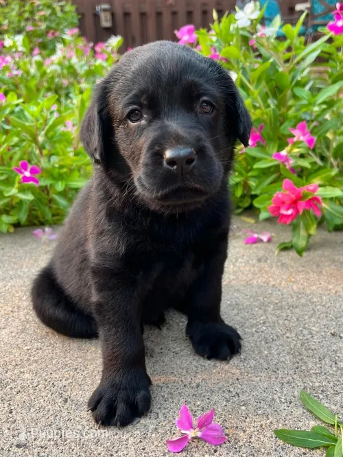 Larry – Labrador Retriever puppy for sale in Lynchburg, VA