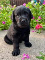 Larry, a male Labrador Retriever for sale in Lynchburg, VA – 1 of 8