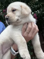 Shiloh, a female Labrador Retriever for sale in Lynchburg, VA – 3 of 9