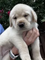 Shiloh, a female Labrador Retriever for sale in Lynchburg, VA – 2 of 9