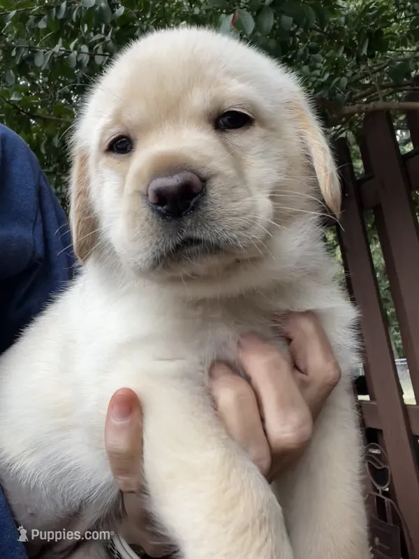 Shiloh – Labrador Retriever puppy for sale in Lynchburg, VA