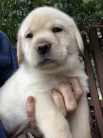 Shiloh, a female Labrador Retriever for sale in Lynchburg, VA – 1 of 9