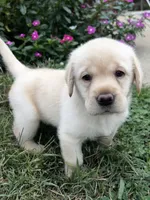 Shiloh, a female Labrador Retriever for sale in Lynchburg, VA – 5 of 9