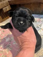 Moe, a male Labrador Retriever for sale in Lynchburg, VA – 2 of 5