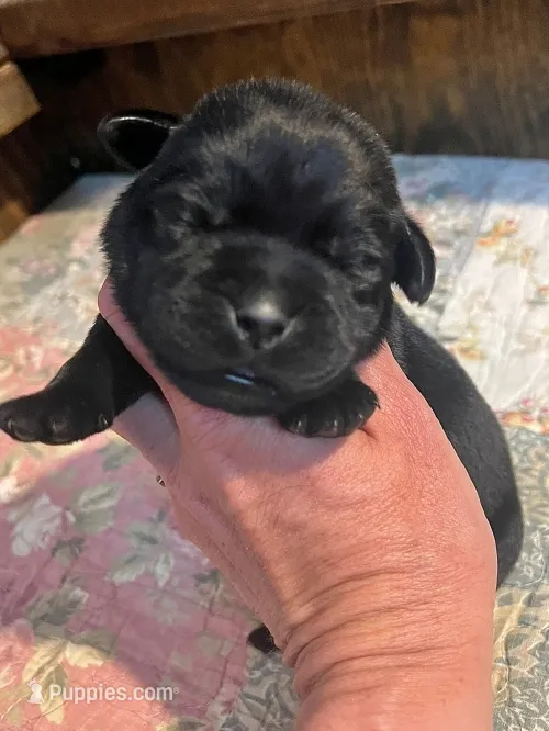 Moe – Labrador Retriever puppy for sale in Lynchburg, VA