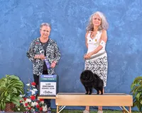 gorgeous chocolate tan puppy AKC GCH SIRE NO BREEDING PET ONLY , a male Pomeranian for sale in Palm Desert, CA – 6 of 6