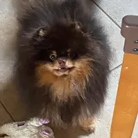 stunningchoctanboy, a male Pomeranian for sale in Palm Desert, CA – Photo 2 of 3