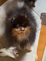 stunningchoctanboy, a male Pomeranian for sale in Palm Desert, CA – Photo 2 of 3