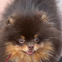 stunningchoctanboy, a male Pomeranian for sale in Palm Desert, CA – Photo 1 of 3