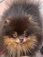 stunningchoctanboy, a male Pomeranian for sale in Palm Desert, CA – Photo 1 of 3
