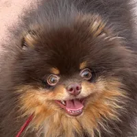 stunningchoctanboy, a male Pomeranian for sale in Palm Desert, CA – Photo 3 of 3