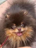 stunningchoctanboy, a male Pomeranian for sale in Palm Desert, CA – Photo 3 of 3
