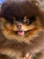 gorgeous choc tan incredible faceNO BREEDING PET ONLY  AKC CH SIRE , a male Pomeranian for sale in Palm Desert, CA – 9 of 10