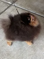 gorgeous choc tan incredible faceNO BREEDING PET ONLY  AKC CH SIRE , a male Pomeranian for sale in Palm Desert, CA – 7 of 8