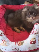 gorgeous chocolate tan puppy AKC GCH SIRE NO BREEDING PET ONLY , a male Pomeranian for sale in Palm Desert, CA – 9 of 10