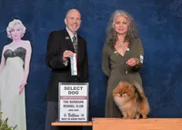 gorgeous chocolate tan puppy AKC GCH SIRE NO BREEDING PET ONLY , a male Pomeranian for sale in Palm Desert, CA – 5 of 6