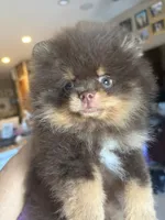 gorgeous chocolate tan puppy , a male Pomeranian for sale in Palm Desert, CA – 2 of 4