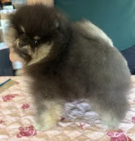 STUNNING BLACK AND TAN MALE , a male Pomeranian for sale in Palm Desert, CA – 5 of 5