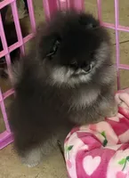 STUNNING BLACK AND TAN MALE , a male Pomeranian for sale in Palm Desert, CA – 3 of 5