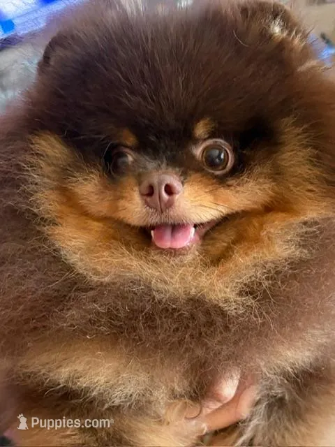 gorgeous choc tan incredible faceNO BREEDING PET ONLY  AKC CH SIRE  – Pomeranian puppy for sale in Palm Desert, CA