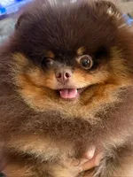 gorgeous choc tan incredible faceNO BREEDING PET ONLY  AKC CH SIRE , a male Pomeranian for sale in Palm Desert, CA – 1 of 10
