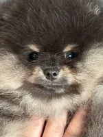 STUNNING BLACK AND TAN MALE , a male Pomeranian for sale in Palm Desert, CA – 4 of 5
