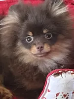 gorgeous chocolate tan puppy AKC GCH SIRE NO BREEDING PET ONLY , a male Pomeranian for sale in Palm Desert, CA – 8 of 10