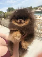 gorgeous choc tan incredible faceNO BREEDING PET ONLY  AKC CH SIRE , a male Pomeranian for sale in Palm Desert, CA – 1 of 8