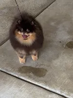 gorgeous choc tan incredible faceNO BREEDING PET ONLY  AKC CH SIRE , a male Pomeranian for sale in Palm Desert, CA – 6 of 8
