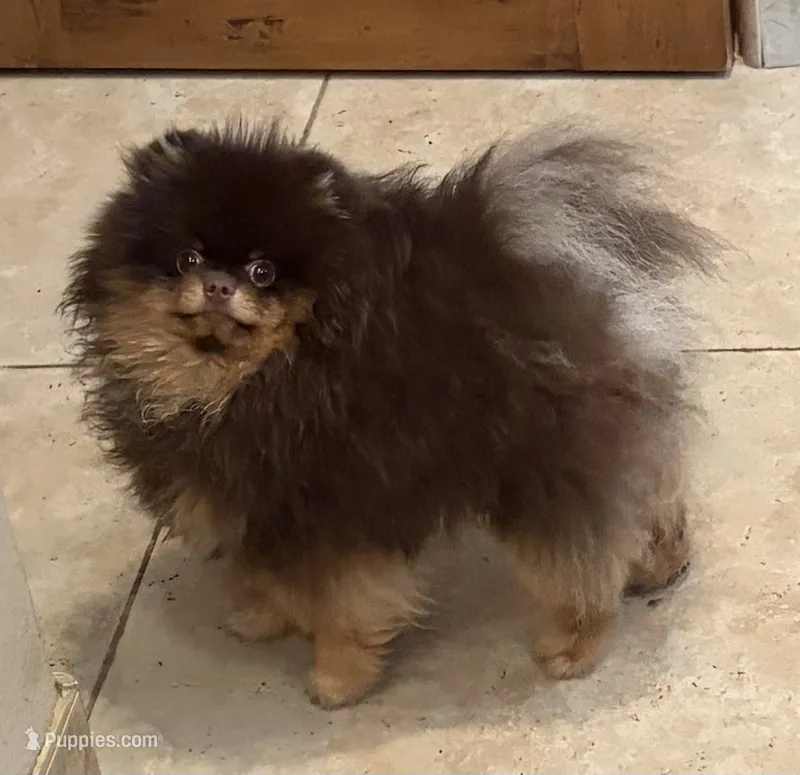 gorgeous choc tan incredible faceNO BREEDING PET ONLY  AKC CH SIRE  – Pomeranian puppy for sale in Palm Desert, CA