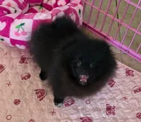 gorgeous girl black beauty , a female Pomeranian for sale in Palm Desert, CA – 4 of 5