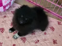 gorgeous girl black beauty , a female Pomeranian for sale in Palm Desert, CA – 2 of 5