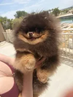 gorgeous choc tan incredible faceNO BREEDING PET ONLY  AKC CH SIRE , a male Pomeranian for sale in Palm Desert, CA – 8 of 8
