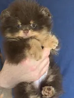 gorgeous chocolate tan puppy , a male Pomeranian for sale in Palm Desert, CA – 3 of 4