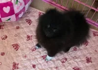 gorgeous girl black beauty , a female Pomeranian for sale in Palm Desert, CA – 5 of 5