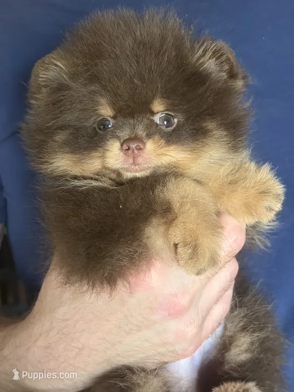 gorgeous chocolate tan puppy  – Pomeranian puppy for sale in Palm Desert, CA
